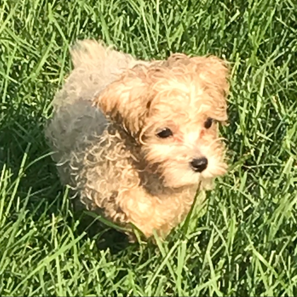 Meet your Posher, Mollie